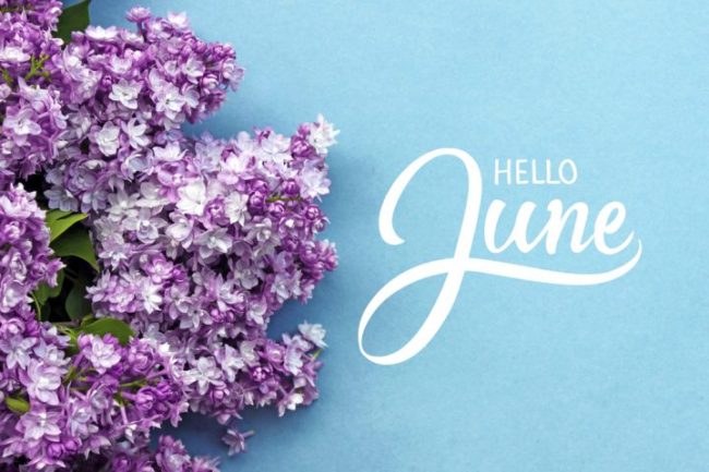 6月スタート、アジサイのお花