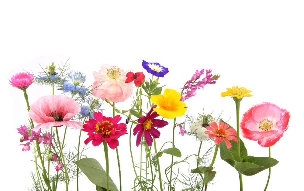 カラフルに咲く花々