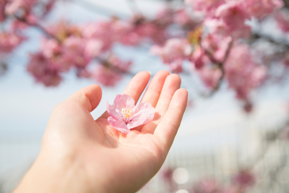 桜の花